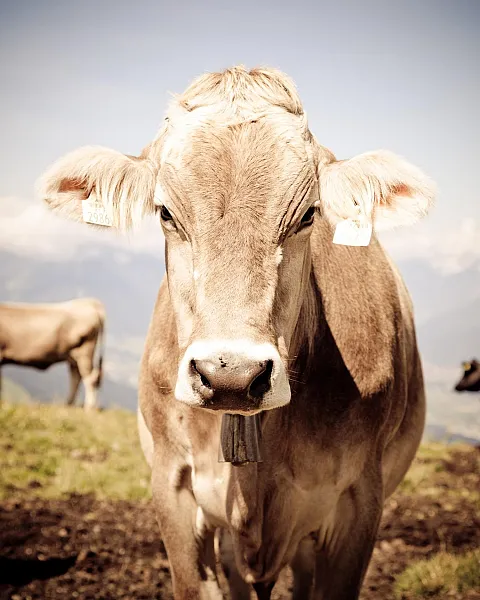 cow776730.jpg